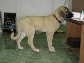 Artemis Kangal From Czech Heart