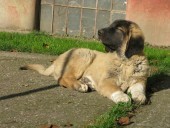 Akaban Kangal From Czech Heart  - Prodaná, ČR