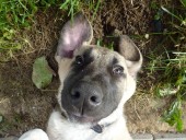 Akim Kangal From Czech Heart