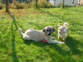 Akim Kangal From Czech Heart