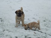 Akim Kangal From Czech Heart