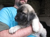 Atlantis Kangal From Czech Heart - Prodaná, Rusko