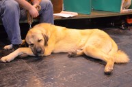 Český chov kangalů na Crufts 2013
