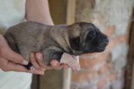B-Max Kangal from Czech Heart