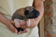 Boromir Kangal from Czech Heart