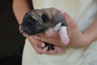 Boromir Kangal from Czech Heart