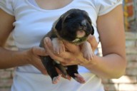 Boromir Kangal from Czech Heart