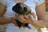 Boromir Kangal from Czech Heart