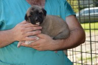 Boromir Kangal from Czech Heart