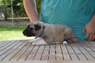 Boromir Kangal from Czech Heart