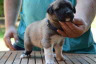 Boromir Kangal from Czech Heart