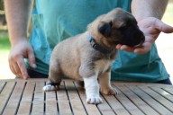 Boromir Kangal from Czech Heart