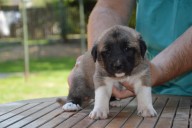 Boromir Kangal from Czech Heart