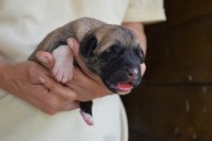 Buldan Kangal from Czech Heart