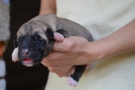 Buldan Kangal from Czech Heart