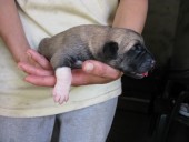 Buldan Kangal from Czech Heart