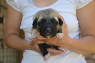 Buldan Kangal from Czech Heart