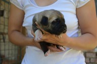 Buldan Kangal from Czech Heart