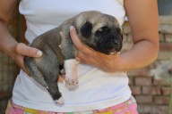 Buldan Kangal from Czech Heart