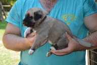 Buldan Kangal from Czech Heart