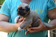 Buldan Kangal from Czech Heart