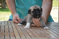 Buldan Kangal from Czech Heart