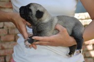 Bergama Kangal from Czech Heart