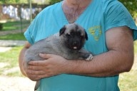 Bergama Kangal from Czech Heart