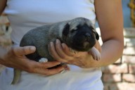 Beren Kangal from Czech Heart