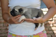 Beren Kangal from Czech Heart