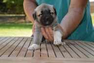 Beren Kangal from Czech Heart