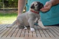 Beren Kangal from Czech Heart