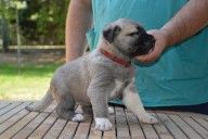 Beren Kangal from Czech Heart