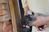 Batumi Kangal from Czech Heart