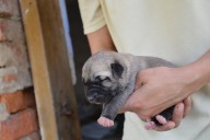 Batumi Kangal from Czech Heart
