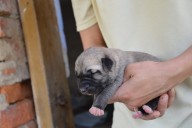 Batumi Kangal from Czech Heart