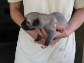 Batumi Kangal from Czech Heart