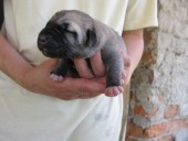 Batumi Kangal from Czech Heart