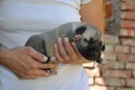 Batumi Kangal from Czech Heart