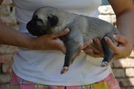 Batumi Kangal from Czech Heart