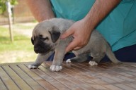 Batumi Kangal from Czech Heart