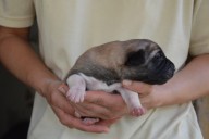 Balrog Kangal from Czech Heart