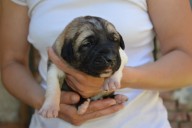 Balrog Kangal from Czech Heart