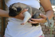 Balrog Kangal from Czech Heart