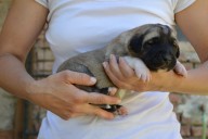 Balrog Kangal from Czech Heart