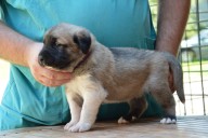 Balrog Kangal from Czech Heart
