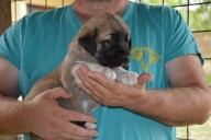 Balrog Kangal from Czech Heart
