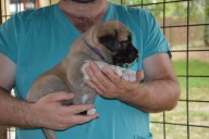 Balrog Kangal from Czech Heart