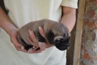 Banaz Kangal from Czech Heart