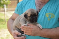 Banaz Kangal from Czech Heart